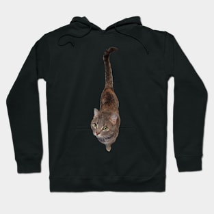 Jelly Bean - Female Cat Hoodie